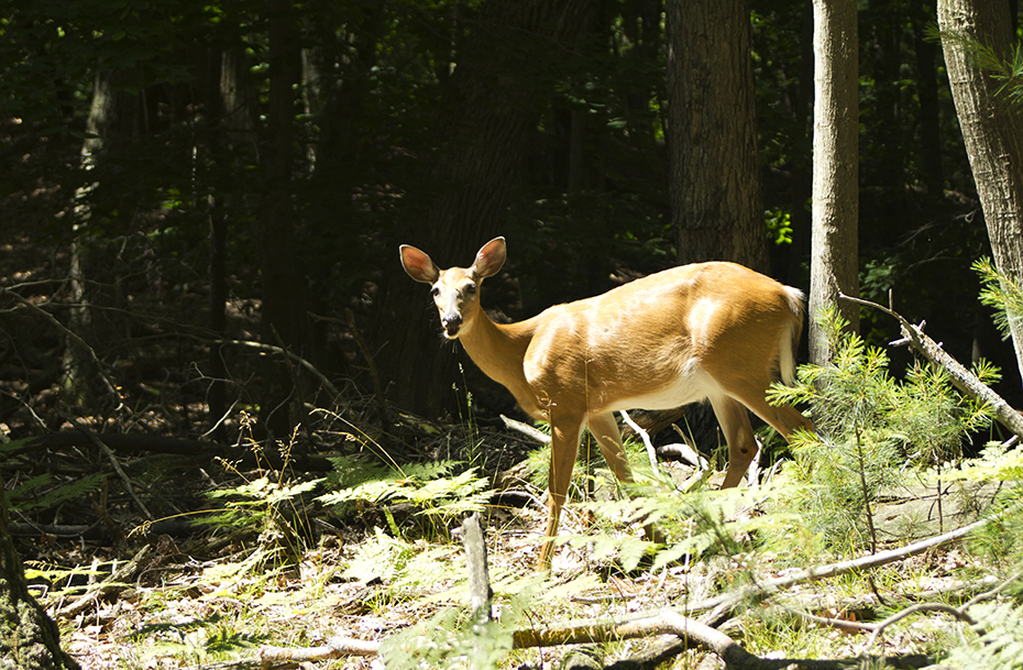 Deer
